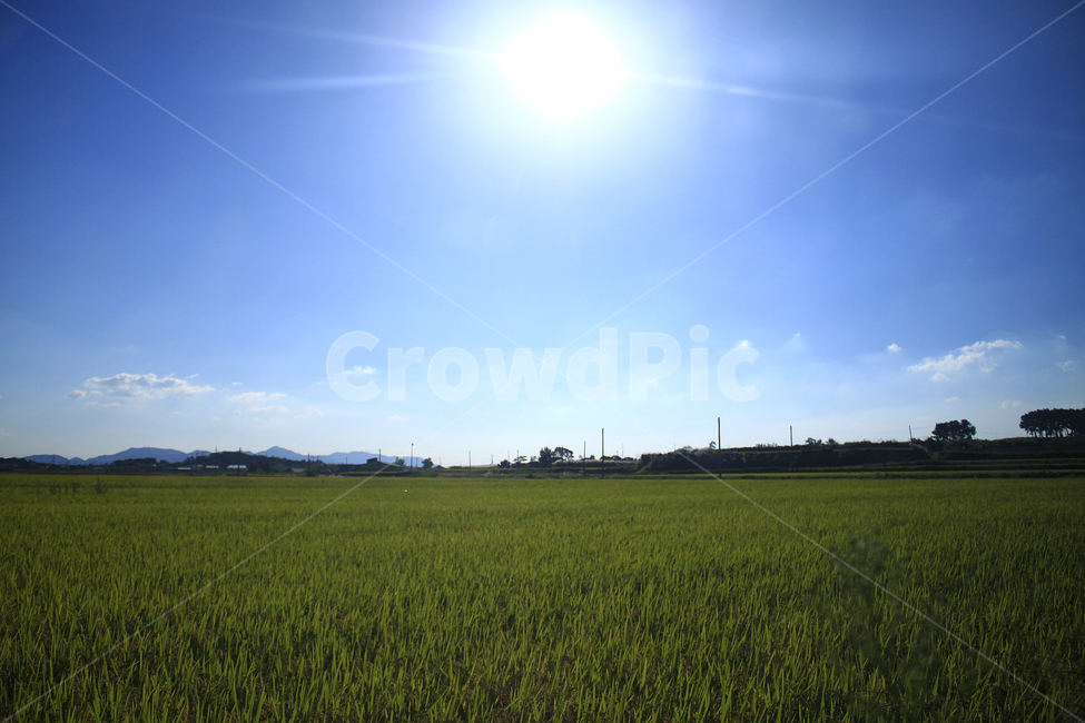 시골,벼,농사,추수,여름,보리,들판,풀,식물,자연,야외,밭,field,들,목초지,countryside,paddyfield,grassland,초목,하늘,sunny