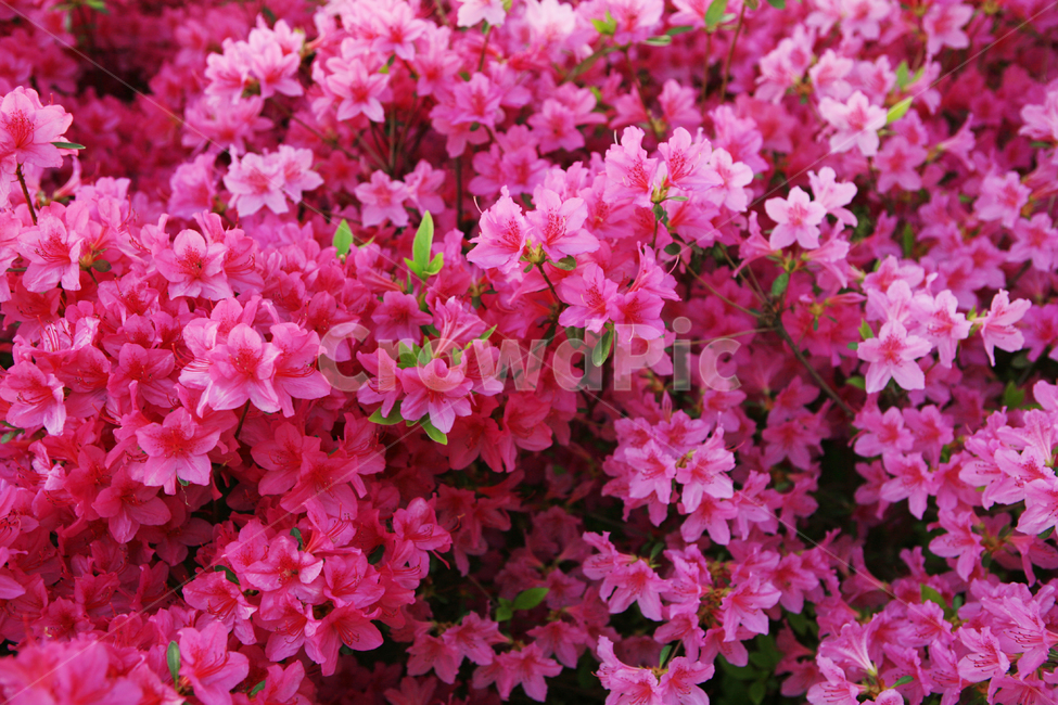 철쭉,핑크,분홍꽃,blossom,꽃,flower,plant,식물,nature,계절,봄,season,spring,pink,azalea