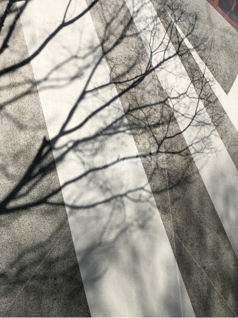 햇빛,빛,그림자,나무,나뭇가지,아스팔트,식물,자연,plants,nature,나무,trees,wood,실루엣,그림자,silhouette,shadow
