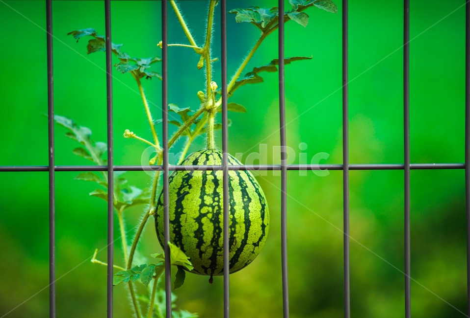 수박,줄무늬,과일,식물,열매,자연,식물,자연,plants,nature,과일,열매,fruit