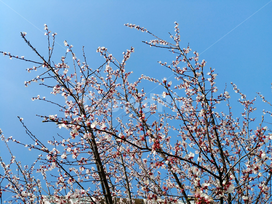 blossom,flower,꽃,식물,plant,매화,하늘,식물,자연,plants,nature,꽃,flower