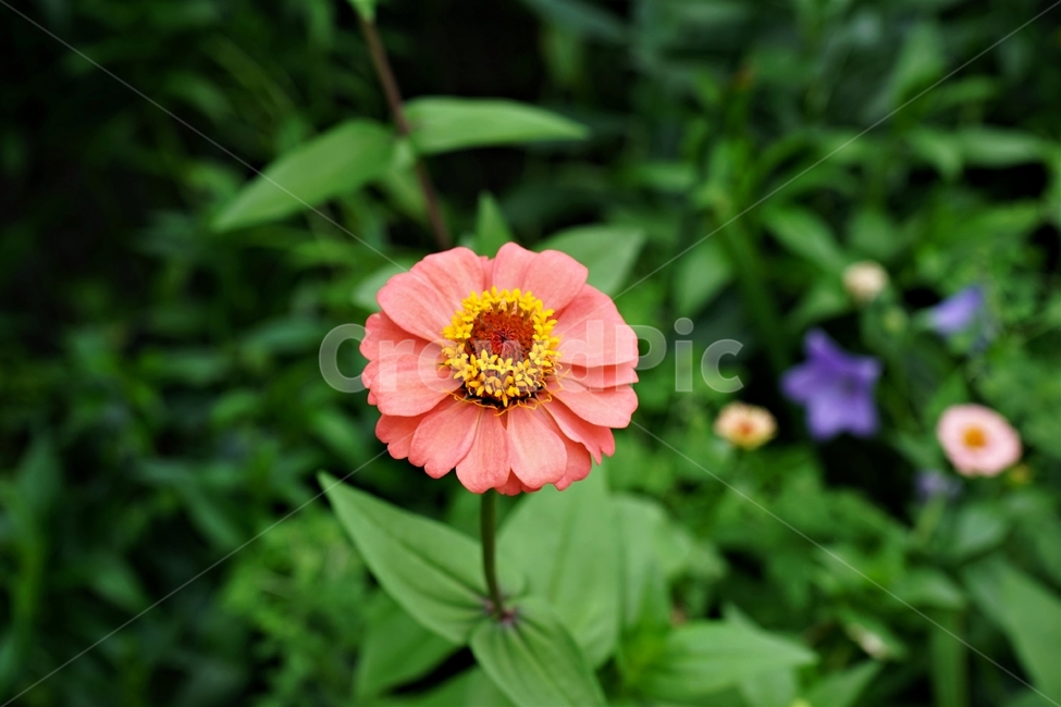 꽃,암술,식물,정원,노랑,백일홍,가꽃,초롱꽃목,yellow,자연,plants,nature,국화과,한해살이풀꽃,flower,식물도감,plant,충매화,beautiful,zinniaelegans,개량식물,순수,pure,감성,꽃줄기,순결,퍼플,속씨식물,쌍떡잎,들꽃,꽃잎,돌려나기,양성화,화엽,꽃대,노란꽃,방사대칭,7월,핑크,식물,자연,plants,nature,꽃,flower