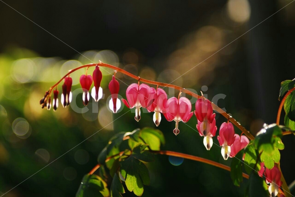 금낭화,야생화,봄꽃,꽃,순수함,싱그러움,식물,wildflower,식물,자연,plants,nature,꽃,flower,감성,sensible,feeling,색깔,색상,색채,색감,color sense,color sensitivity,feeling of color