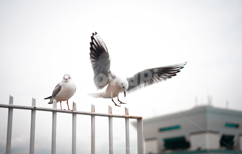 갈매기,새,하늘,동물,야생,철장,구름,회색,날개,gull,bird,sky,animal,wild,steelcage,동물,animal,조류,새,birds