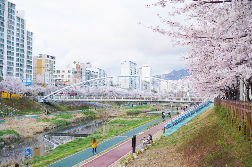 불광천,개천,봄,벚꽃,도심공원,봄,계절,spring,season,도시,풍경,city,landscape,한국도시풍경,한국도시경관,korea cityscape,road,도로