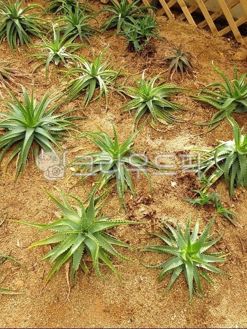 식물,식물원,알로에,aloe,관상용식물
