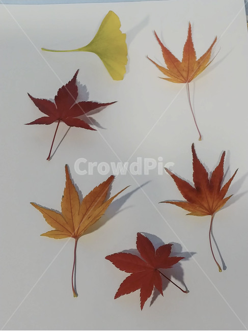 단풍잎,나뭇잎,가을,잎,낙엽,식물,autumn,leaf,leaves,maple,fall,plant,계절,season,가을,계절,fall,autumn,season,식물,자연,plants,nature