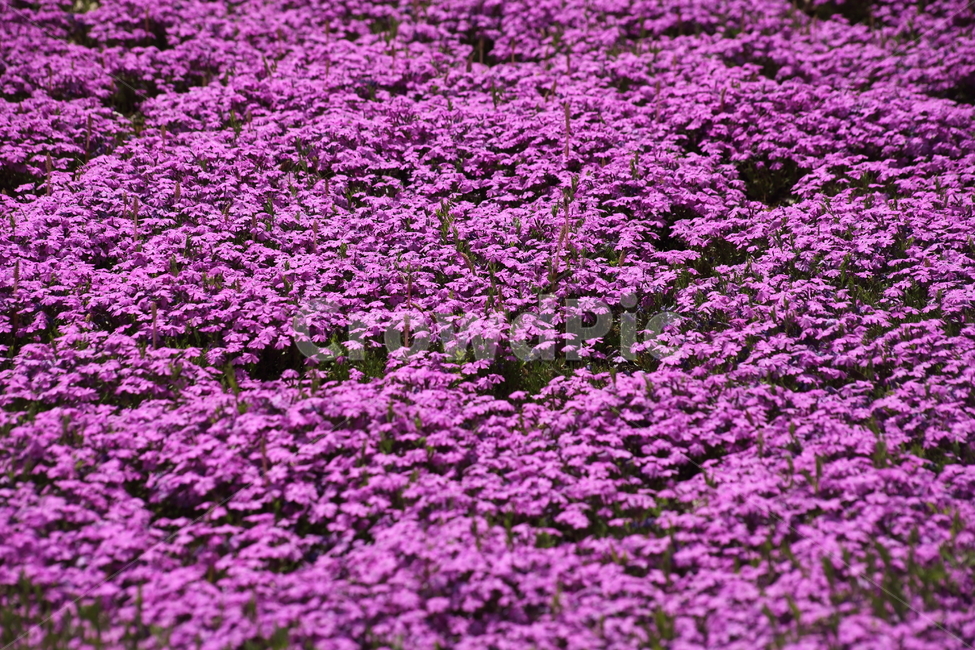 꽃잔디,지면패랭이꽃,꽃,봄,phlox