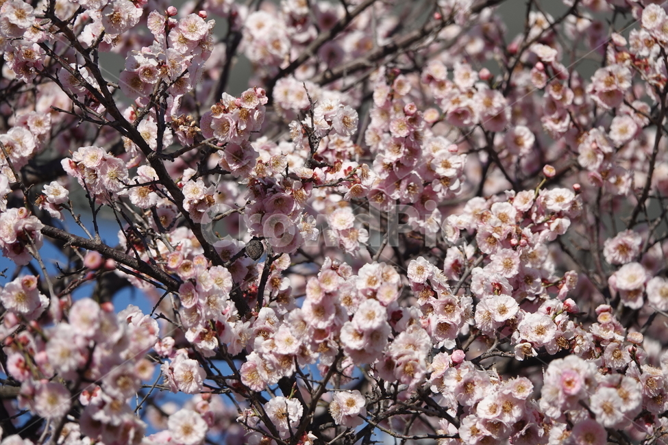식물,꽃,벚꽃,봄,plkant,blossom,flower,cherryblossom,봄,계절,spring,season,식물,자연,plants,nature,꽃,flower