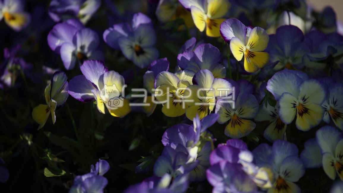 spring,orange flower,violet,manchurianviolet,flower