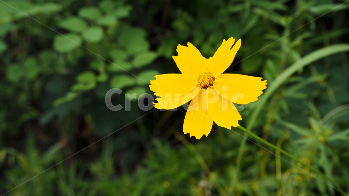 야생화,꽃,노란색,wildflower,flower,yellow