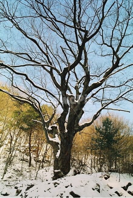 나무,식물,계절,겨울,자연,winter,tree,treebranches,plants,겨울,계절,winter,season,식물,자연,plants,nature,나무,trees,wood