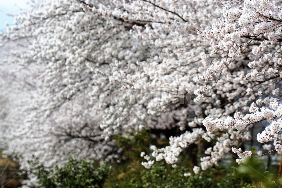 꽃,벚꽃,벚나무,봄,나무,자연,식물,초록색,nature,trees,spring,계절,흰색,flower,감성사진,sakura,season,green,봄,계절,spring,season,식물,자연,plants,nature,꽃,flower,plant,blossom