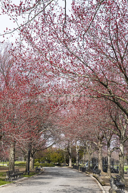 식물,blossom,꽃,공원,빨간,나무,봄,길,벤치,의자,쉼터,flower,red,spring,bloom,식물,자연,plants,nature,꽃,flower,나무,trees,wood