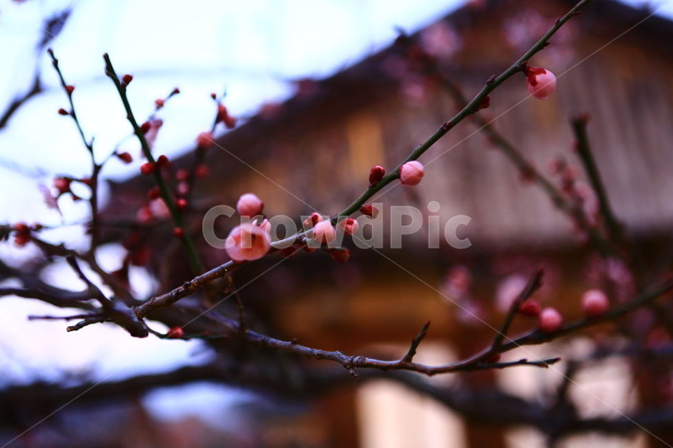 통도사,매화,빨강,절,꽃,봄꽃,봄,계절,spring,season,식물,자연,plants,nature,꽃,flower,plant