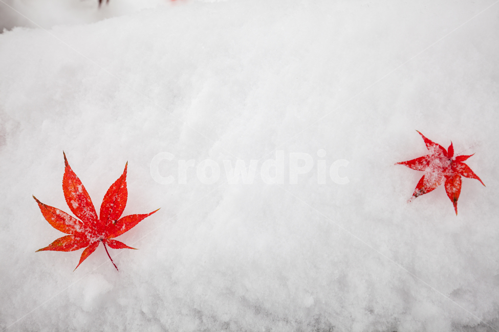 폭설,얼음,추위,나무잎,단풍,설경,설원,단풍잎,outdoors,옥외,snow,눈,storm,눈보라,blizzard,자연,nature,폭풍,winter,겨울,겨울,계절,winter,season