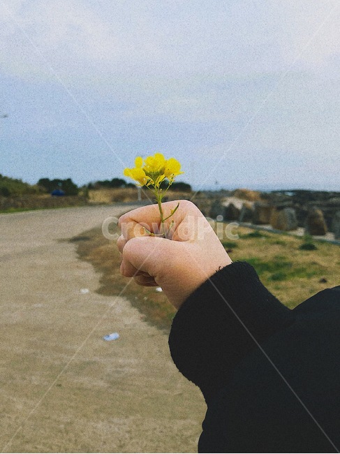 유채꽃,꽃,손,분위기,감성,꽃,flower,신체일부,몸,body