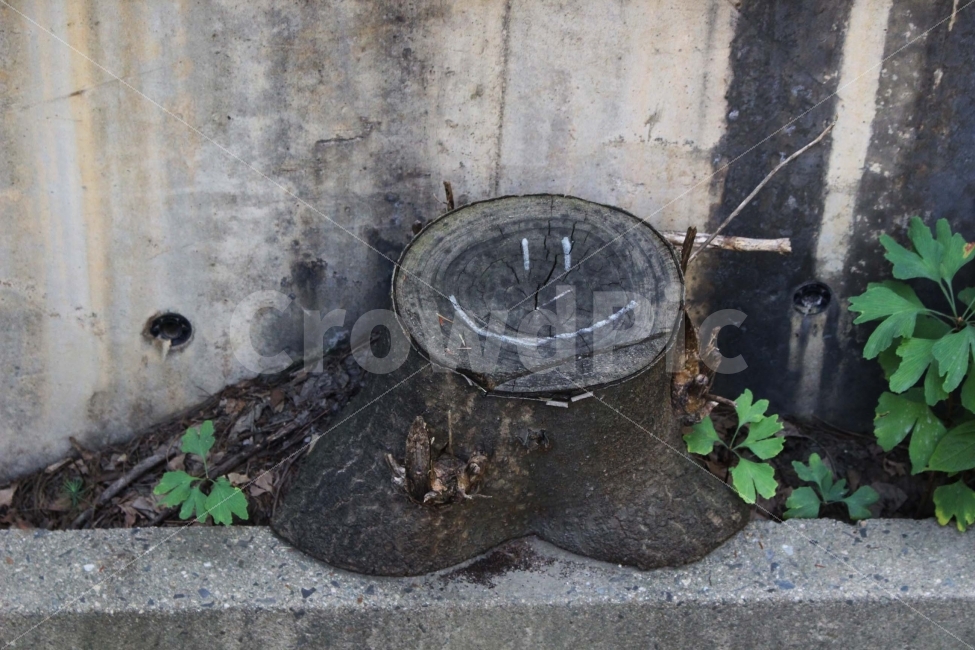 돌,나무,풀,자연,야외,공원,정원,스마일,미소,식물,자연,plants,nature