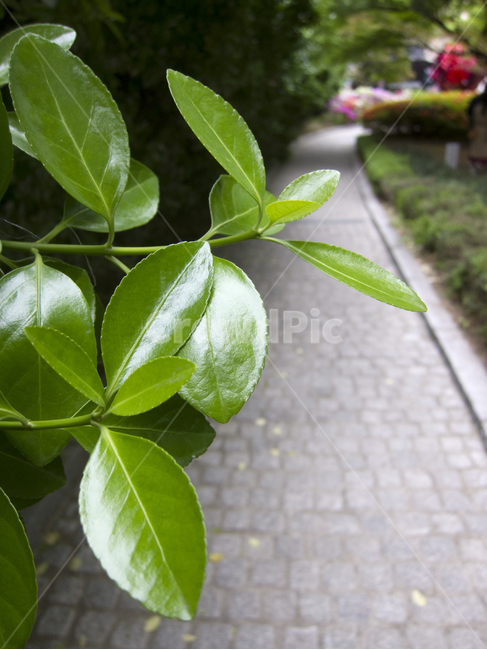 나뭇잎,초록잎,새싹,tree,leaf,식물,자연,plants,nature