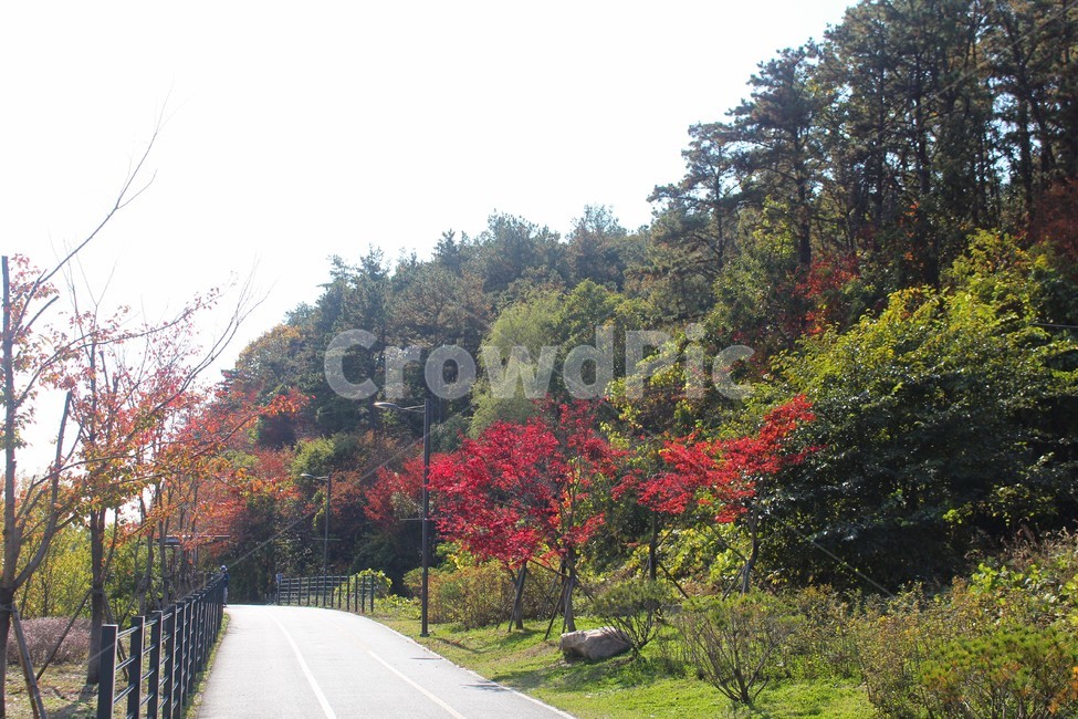 남양주,가을,단풍,자전거길,산책,가을,계절,fall,autumn,season,자연,풍경,nature,landscape,한국자연풍경,한국자연경관,korea nature landscape,plant,식물,tree,나무