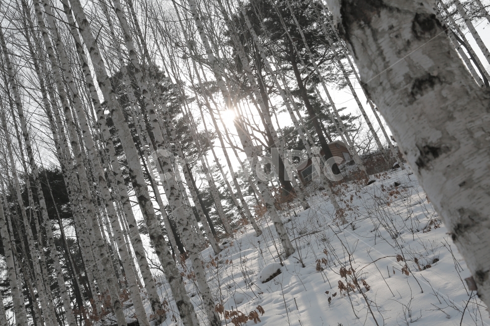 자작나무,자작나무숲,인제,설경,겨울,풍경,snow,눈,landscape,겨울,계절,winter,season,자연,풍경,nature,landscape,한국자연풍경,한국자연경관,korea nature landscape,식물,plants,나무,trees,wood,flare,플레어,light,빛,plant,tree