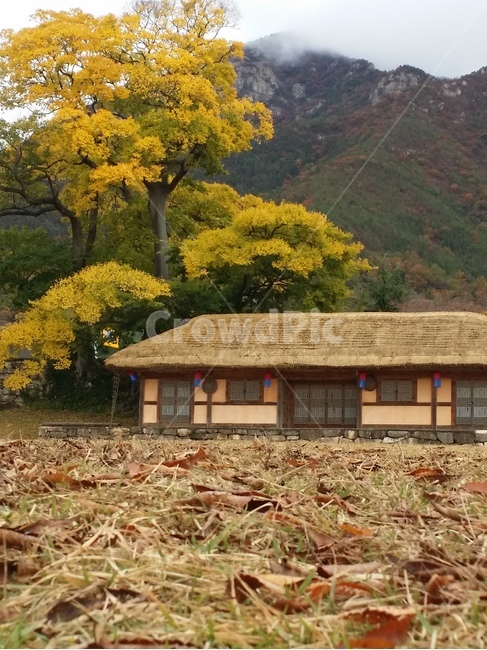 cloud,Ginkgo,fallen leaves,thatched house,background,sight,rocky mountain,Naganeupseong Fortress,autumn,back mountain
