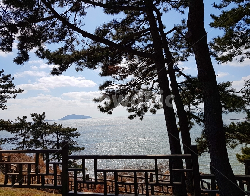 나무,바다,반짝,배경,가을,자연