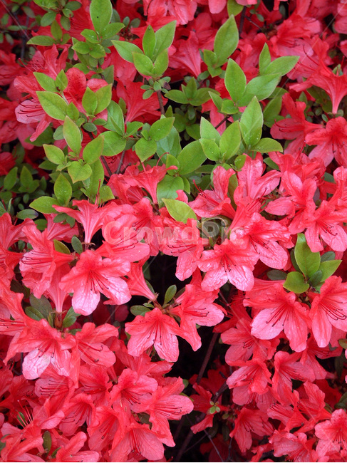 철쭉,개꽃나무,참철쭉,철죽,진달래과,떨기나무,식물,자연,plants,nature,꽃,flower