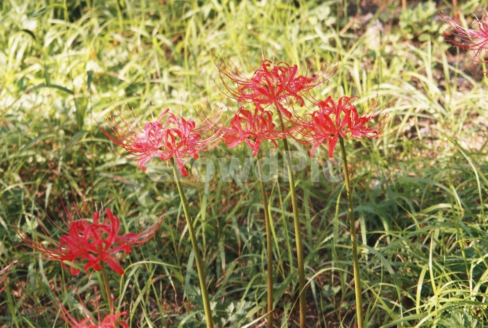 꽃,flower,식물,plant,필름,필름사진,film,나무,tree,nature,자연,outdoors,옥외,잔디,grass