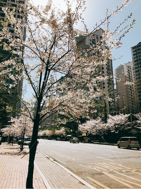 꽃,벚꽃,봄,분홍,배경,계절,spring,풍경,식물,자연,plants,flower,봄,계절,spring,season,도시,풍경,city,landscape,plant