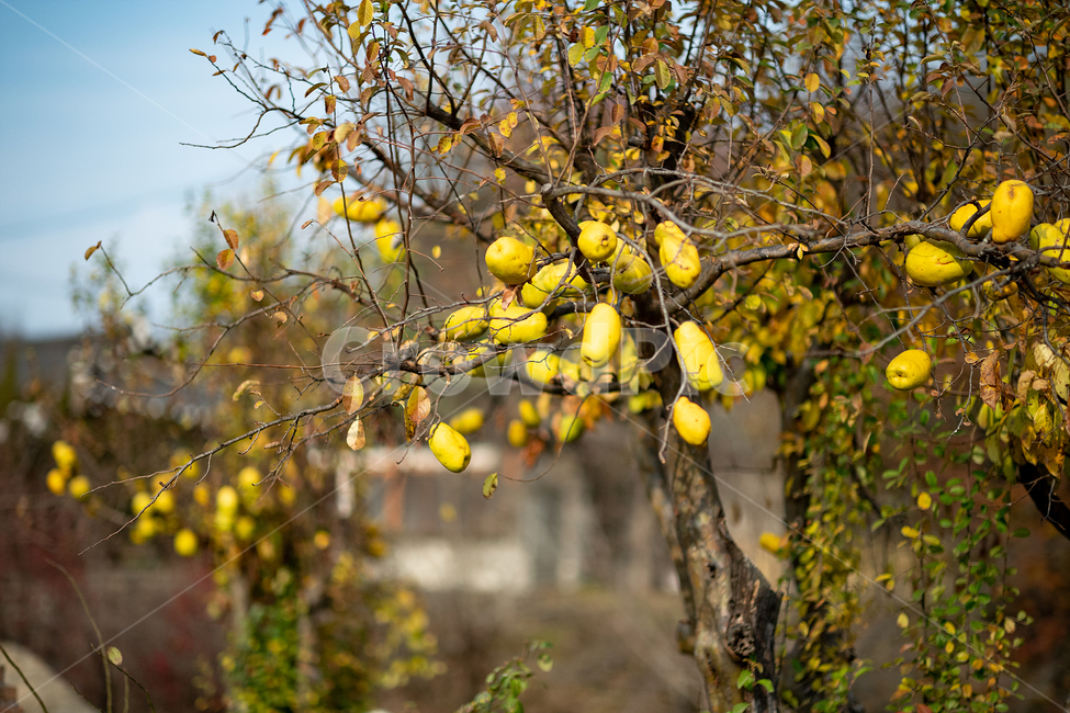 모과나무,시골풍경,가을,노랑,나무,식물,자연,plants,nature,나무,trees,wood,과일,열매,fruit