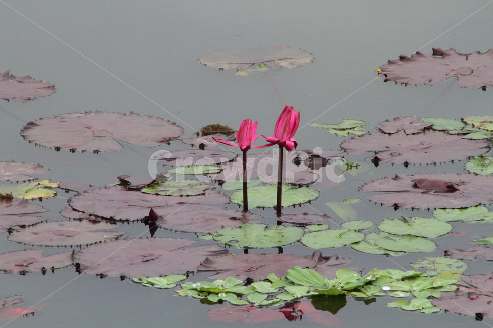 연,수련,꽃,식물,waterlily,식물,자연,plants,nature,꽃,flower