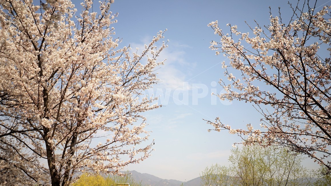 sky,cherryblossoms,벚꽃,봄,spring,하늘,봄,계절,spring,season