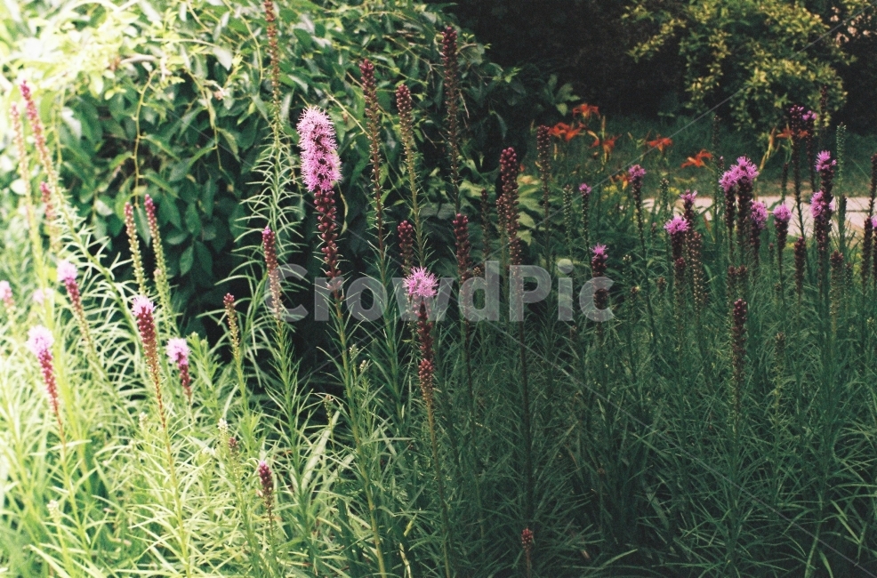 햇볕,자연,꽃,따뜻함,화사함,식물,자연,plants,nature,꽃,flower