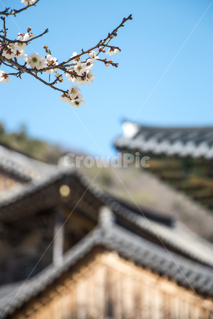 매화,전통,기와,가옥,하늘,봄,나들이,배경,계절,꽃,자연,식물,한국,봄,계절,spring,season,한국전통,한국문화,korean traditional,korean culture,식물,자연,plants,nature,꽃,flower,건축물,건물외관,exterior,building,structure,architecture,construction,plant