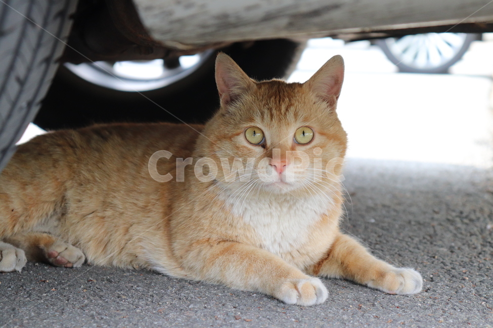 cat,고양이,동물,animal,길냥이,pet,눈빛교환,고양이정면,동물,animal,포유류,mammal,고양이,cat,kitten,kitty