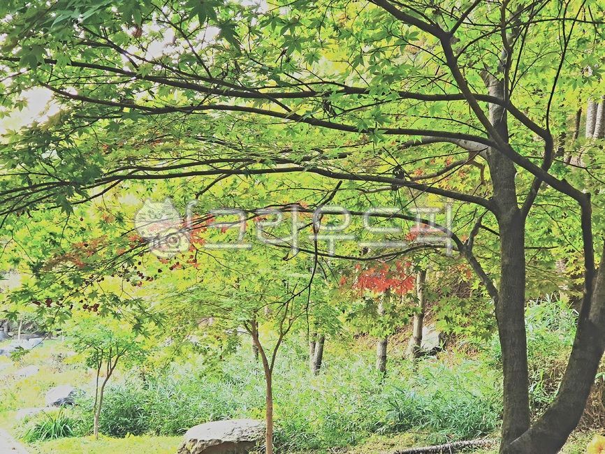 단풍나무,식물,그림,풍경,나무줄기,가을,단풍,나무,단풍잎,관상수,조경수,낙엽교목,적단풍,청단풍