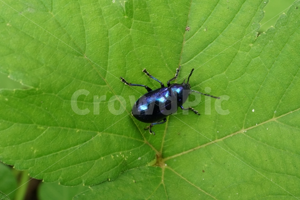 중국청람색잎벌레,Chrysochuschinensis,곤충,insect,벌레,자연,nature,식물,여름,summer,딱정벌레,7월,접사,macro,이파리,동물,animal,근접촬영,생명,감성,감성사진,힐링,힐링사진,신비,신비한,신비하다,신기,신기한,신기하다,snap,스냅,스냅사진,스냅샷,스넵,스넵사진,스넵샷,snapshot,그린,green,녹색,연두,연두색,윤기,광,반들반들,매끈매끈,풍경,landscape,한국자연,한국의자연,동물,animal,곤충,벌레,insect,bug