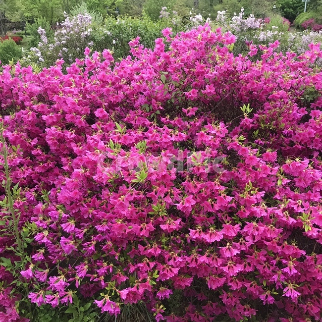 봄,진달래,철쭉,꽃,자연,풍경,핑크,flower,pink,spring,들꽃,봄꽃,꽃축제,봄날,분홍,nature,풀,나무