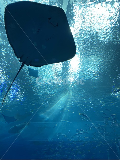물고기,동물,바다,해양생물,생물,만타레이,fish,animal,sea,ocean,mantary
