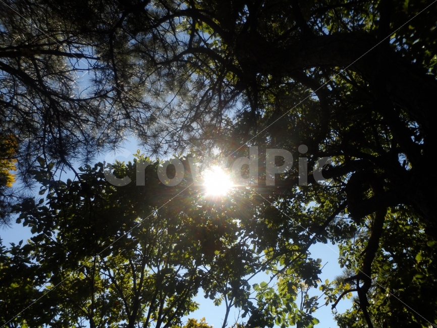햇살,나무,가을,침묵,고독,자연,풍경,nature,landscape,light,빛,flare,플레어