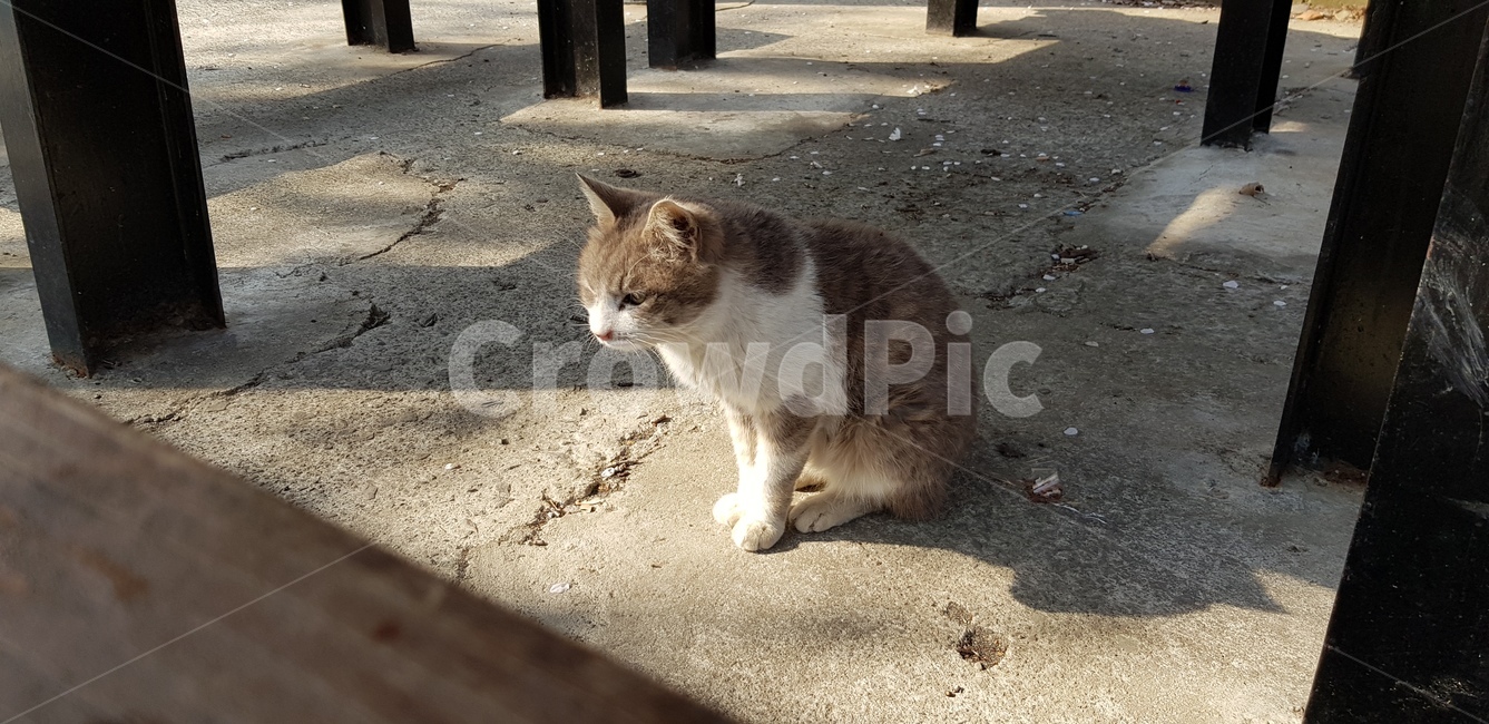 고양이,고냥이,길냥이,식빵굽기,귀여운,냥,동물,animal,포유류,mammal,고양이,cat,kitten,kitty