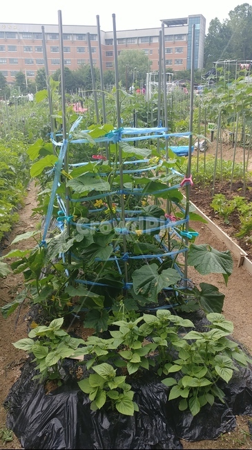 텃밭,옥상텃밭,미니텃밭,식물키우기,농장,상추,주말농장