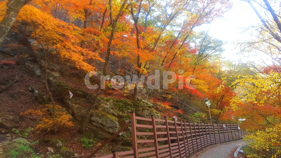 산정호수,호수,가을,물가,낙엽,가을,계절,fall,autumn,season,tree,나무,plant,식물,maple,단풍,leaf,잎