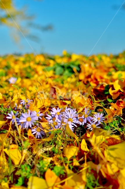 가을,은행잎,들꽃,꽃,감성사진,가을,계절,fall,autumn,season,식물,자연,plants,nature,꽃,flower,plant,blossom
