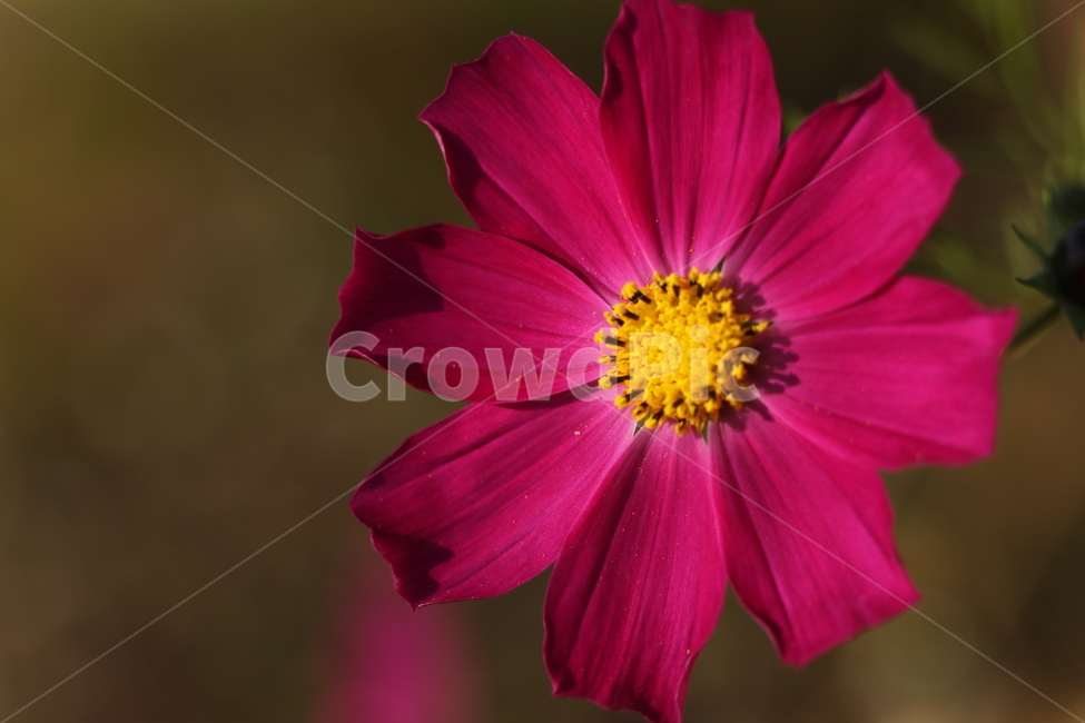 아름답다,꽃,하나,빨강,노란,가을,계절,fall,autumn,season,식물,자연,plants,nature,꽃,flower,plant