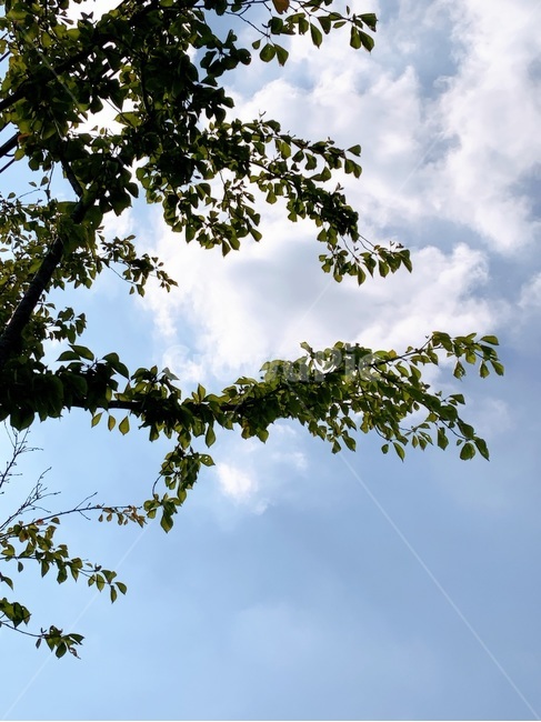 플레어,빛,light,나무,tree,구름,하늘