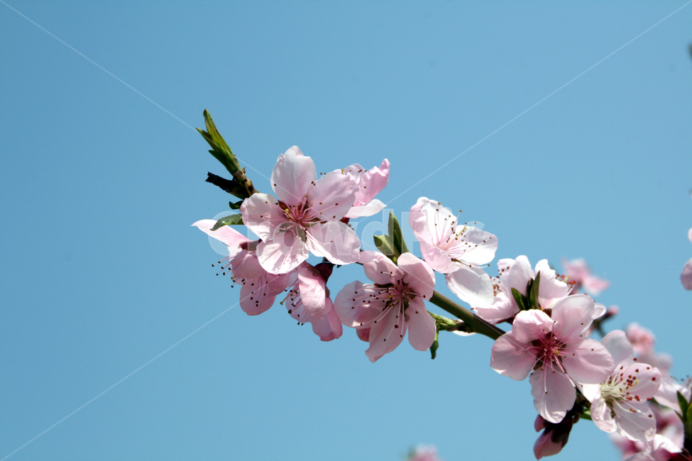 벗꽃,벗나무,매화,봄,꽃,봄꽃,분홍색꽃,분홍꽃,꽃잎,cherryblossom,spring,flower,plant,sky,bluesky,꽃망울,꽃봉오리,꽃배경