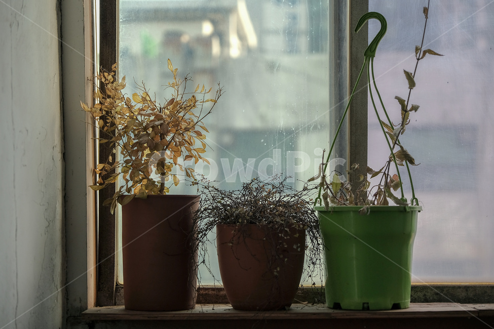 화분,겨울,필름,시들어버림,감성,실내용화초,화분,화초,house plant