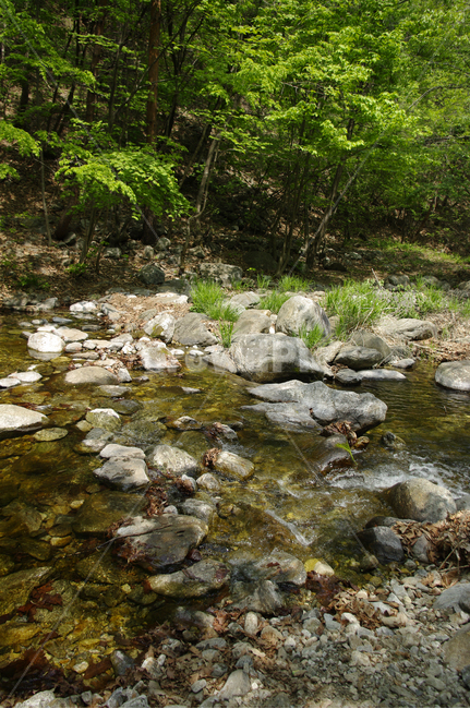 냇물,나무,초록,식물,숲,풍경,자연,풍경,nature,landscape,water,물,outdoors,옥외,stream,흐름,creek,작은 만